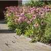 ecolat Tóperem és ágyásszegély egész tekercs 25 m x 14 cm x 0,7 cm Antracit ár/méter
